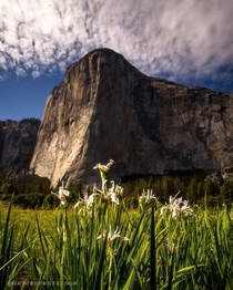 El Capitan stands with strength across from a field where gentle flowers grow Summer in Yosemite National Park California 