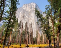 El Capitan towering over Yosemite Valley Yosemite National Park CA  x