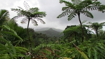 El Yunque National Forest Puerto Rico 