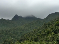 El Yunque National Forest Puerto Rico x