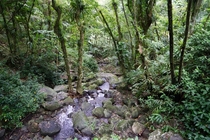 El Yunque Rainforest Puerto Rico   x 