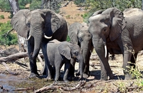 Elephant family in Botswana