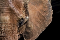 Elephant from the Atlanta Zoo 