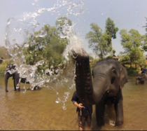 Elephant hose -Chiang Mai Thailand 