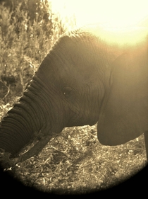 Elephant in South Africa Taken with an iPhone through a pair of binoculars 