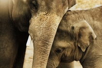 Elephant Love 