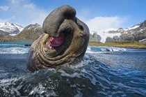 Elephant Seal 