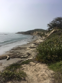 Elephant seals at rest Ao Nuevo Natural Reserve San Mateo County California 