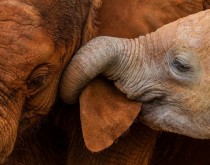 Elephant tasting moms ear 