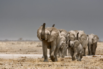 Elephants marching 