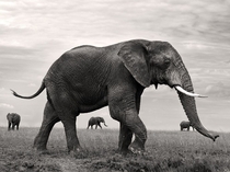 Elephants stroll the Serengeti Plain in Tanzania Yaron Schmid 