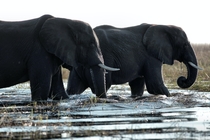 Elephants wading Botswana Photo credit to Wynand Uys
