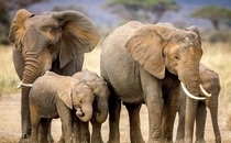 Elephants with babies