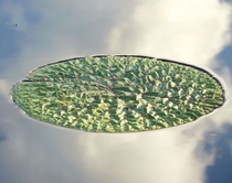 Elisa Decker A magical moment when a crinkled lily pad appeared to float on a cloud