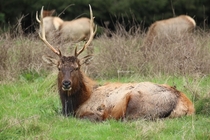 Elk in the wild in Arcata California 