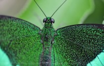 Emerald Swallowtail 