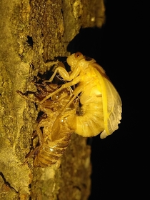 emerging cicada  