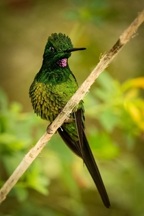 Empress Brilliant Hummingbird 