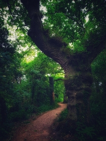 Enchanted Forest at Stoke Bruerne Northamptonshire England 