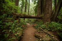 Endor aka Redwood National Park California 