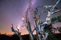 Enjoying the Milky Way with the oldest trees on Earth at the Ancient Bristlecone Pine Forest 