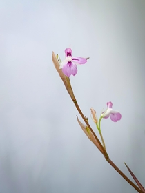 Enjoying the weirdly delicate beauty of a Prayer Plants flower Maranta leuconeura var erythroneura 
