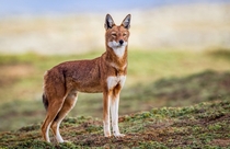 Ethiopian Wolf Canis simensis 