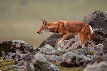 Ethiopian Wolf Canis Simensis by Ignacio Yufera 