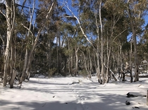 Eucalypts in the snow near Canberra    OC
