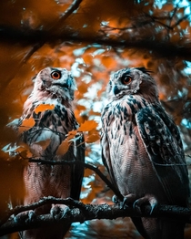 Eurasian Eagle-owls by Matias Auramo OS 