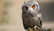 Eurasian Scops Owl Otus scops 