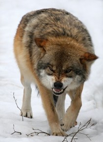 Eurasian Wolf 