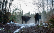European Bison Bison bonasus in a forest in Romania 
