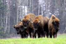 European bison Bison bonasus in Poland