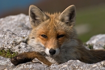 European Red Fox Vulpes Vulpes Crucigera 
