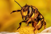 European Wool Carder Bee on Alert 