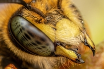 European Wool Carder Bee Portrait 