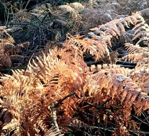 Even dead ferns look beautiful in the mid-winter sunshine