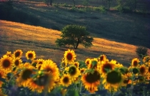 Evening sunflowers Ukraine 