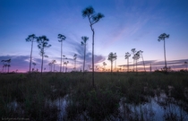 Everglades Twilight 