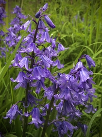 Every year bluebells take away my blues Their colour and smell jangles my senses 