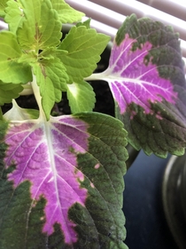 Example of reverted variegation in a coleus plant due to low light