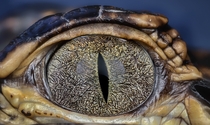 Eye of a baby alligator 
