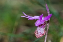 Fairyslipper Orchid Calypso bulbosa 