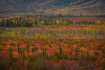 Fall color carpet in the Yukon Canada 