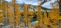 Fall color of a different variety Upper Eagle Lake Washington 