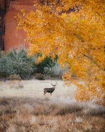 Fall colors and a big buck in Moab Utah