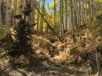 Fall colors and forest floor Kebler Pass Colorado 