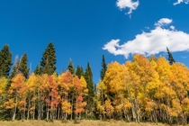 Fall colors - Energy Loop - Central Utah 