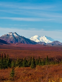 Fall colors in Denali National Park Alaska  IG live_free_run_far